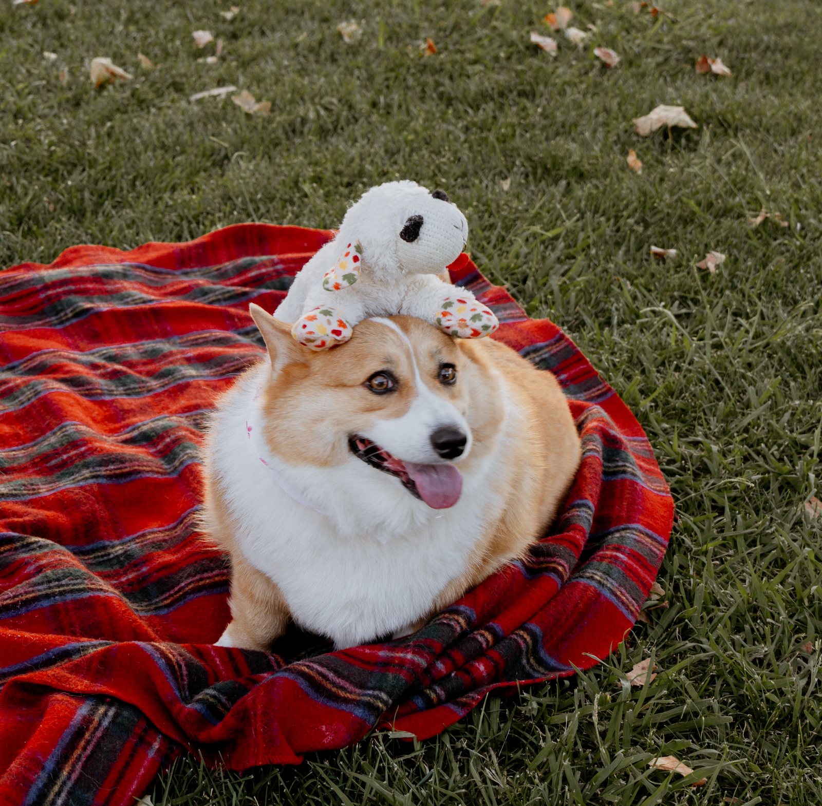 A corgi sits on a red plaid blanket on the grass with a white stuffed toy balanced on its head and its tongue out.